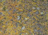 thumbnails/037-TarSeal2.jpg.small.jpeg