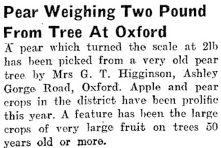 News Article - Huge Pear in Oxford